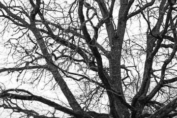 oak branches on the sky background winter landscape
