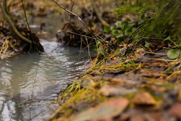 stream in the forest