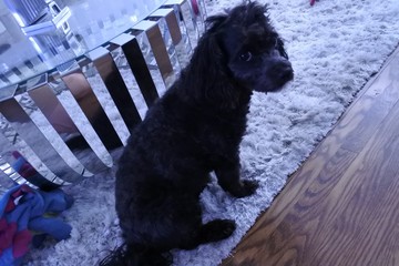 dog