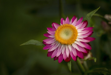 A pink flower with yellow pollen and green background in full bloom