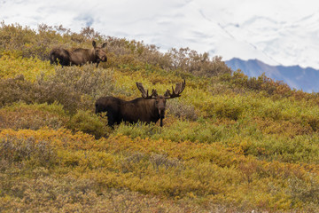 Fototapeta premium Bull and Cow Alaska Moose in Denali National Park