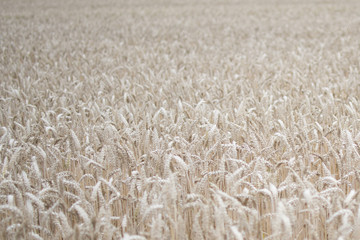 grain field