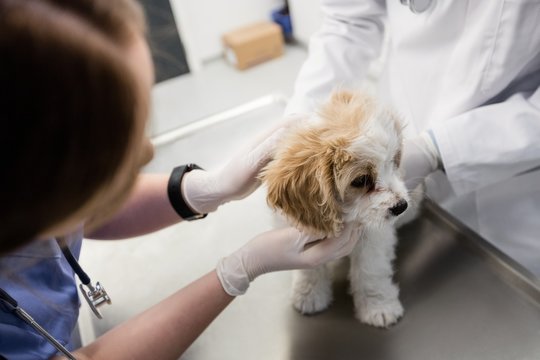 Vets examining dog in the clinic