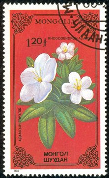 Ukraine - circa 2018: A postage stamp printed in Mongolia show Flower Rhododendron adamsii. Series: Flowers. Circa 1986.