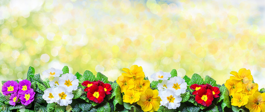 primeln ranke hintergrund bokeh
