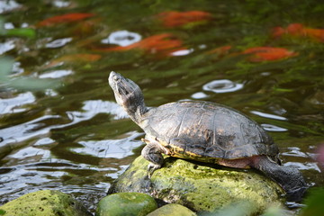 Obraz premium Turtle