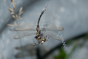 Ragno e libellula