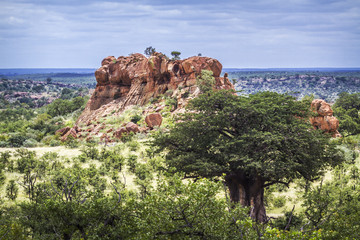 Baobab dans le parc national de Mapungubwe, Afrique du Sud