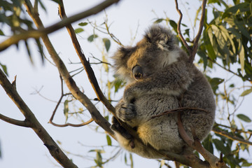 Koala (Phascolarctos cinereus)