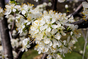 apple tree blooming