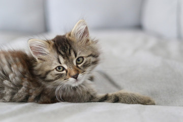 Fototapeta na wymiar Cute Main Coon kitten - Copyspace
