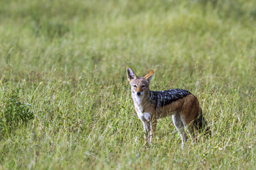 Fototapeta premium Black backed jackal in Mapungubwe National park, South Africa