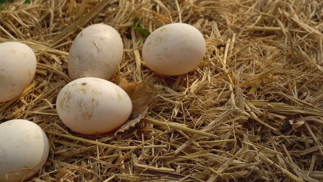 Dolly shot of Duck eggs on the straw nest.
