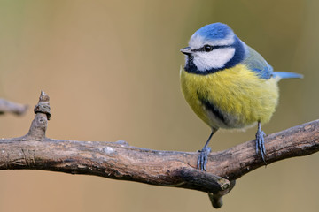 Blaumeise