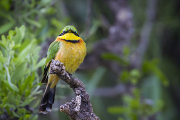 Little Bee eater in Mapungubwe National park, South Africa