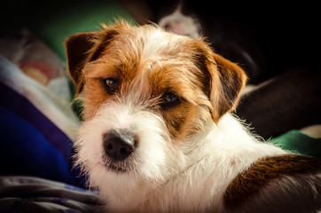 Young purebred dog jack russell terrier wirehaired lying on the sofa.