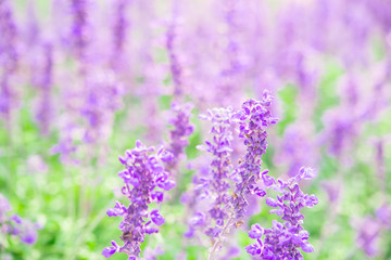 Obraz premium Lavender plants close up, blooming summer season. Garden plants. Purple. Depth of field