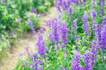 Lavender plants close up, blooming summer season. Garden plants. Purple. Depth of field