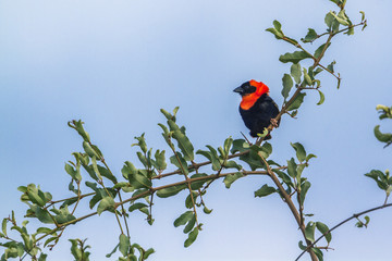 Southern Red Bishop in Mapungubwe National park, South Africa