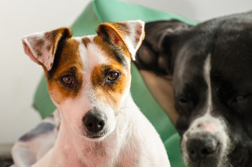 Young purebred dogs jack russell terrier lying on the sofa.
