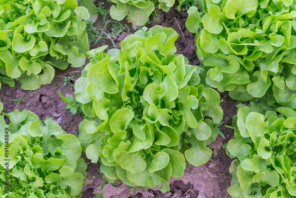 Wall mural Salad leaf. Lettuce salad plant, hydroponic vegetable leaves.Lettuce farm