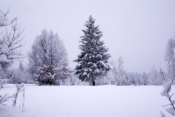 Winter snowy mountains and trees.