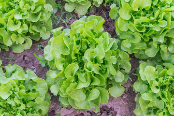 Salad leaf. Lettuce salad plant, hydroponic vegetable leaves.Lettuce farm