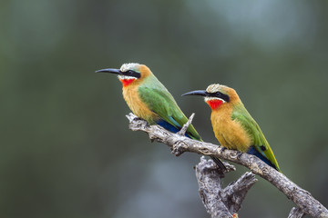 Fototapeta premium White fronted Bee eater in Mapungubwe National park, South Africa