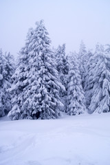 Winter snowy and trees.