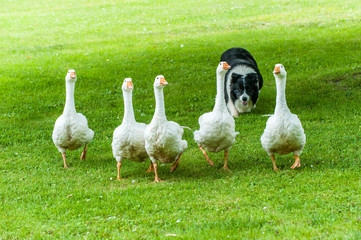 Border Collie beim Gänsehüten