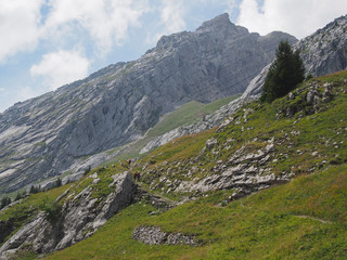 Randonnée en montagne