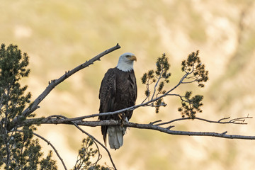 Eagle perched at sunset in the Los Angeles foothills