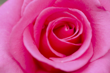 Fototapeta na wymiar Pink roses on Valentine's Day