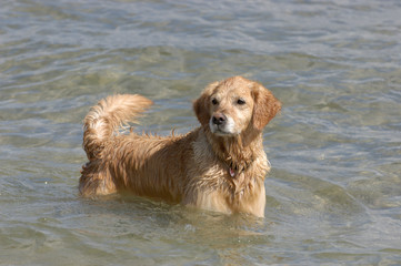 Golden Retriever