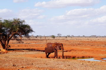 Fototapeta na wymiar Elefant steht am Wasserloch des Tsavo Ost Kenia