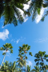 Fototapeta na wymiar Palm trees against blue sky, Palm trees at tropical coast, coconut tree,summer tree , with copyspace