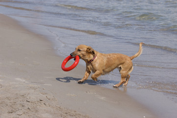 Golden Retriever