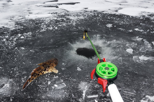  Winter fishing, fishing rod and fish on ice,  close up
