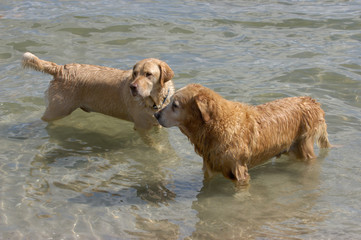 Golden Retriever und Labrador Retriever