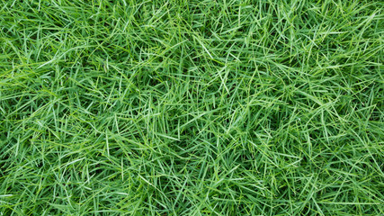  spring green grass