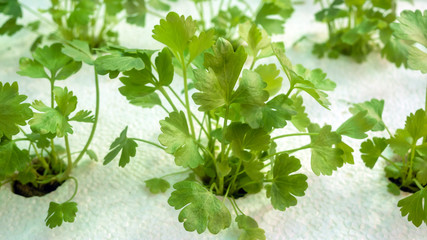 Vegetable hydroponics coriander