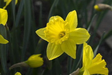 Nahaufnahme einer Narzisse im Garten im Frühling
