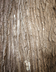 Seamless tree bark texture. Wooden background for graphic design.