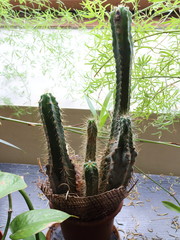 plants in pots by the window on a dark table