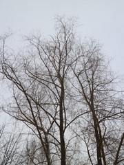 Fototapeta na wymiar treetops against the winter sky