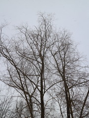 Fototapeta na wymiar treetops against the winter sky