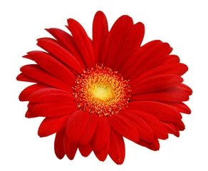 Poster Red gerbera Isolated © ImagesMy