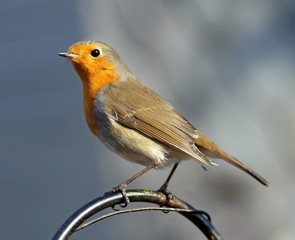 Rotkehlchen (Erithacus rubecula)