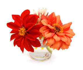 red dahlia isolated in vase on white background