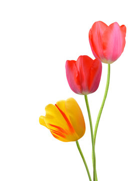 Two red and one yellow tulips isolated on white background